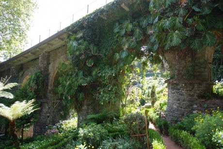 Brugmansia bílá plnokvětá- Madeira 3